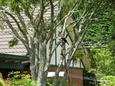 Clover Downs Homestead Роторуа Экстерьер фото